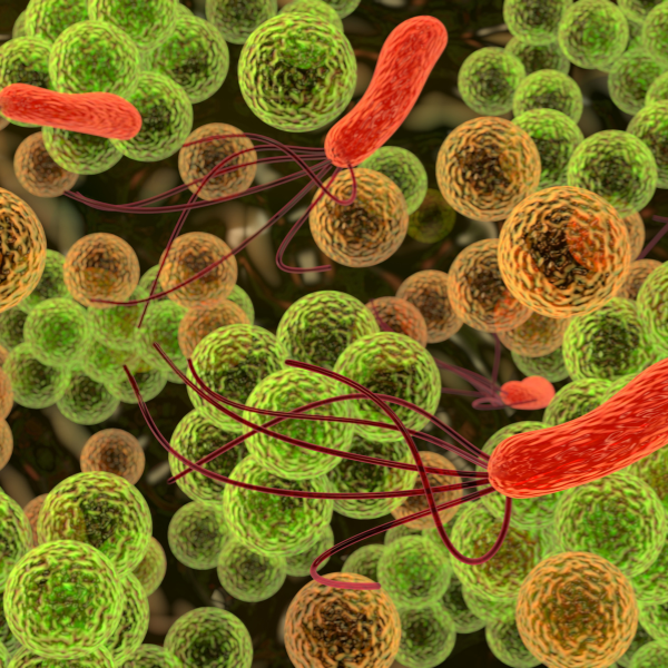 Jaké bakterie do čov (3)
